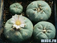kaktus-peyot-kaktusy-peyotl-lophophora-williamsii-peyote.jpg