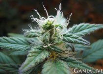 cannabis-2.jpg
