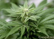 cannabis-3.jpg