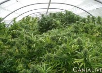cannabis-4.jpg