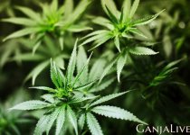 cannabis-5.jpg