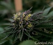 11a-bud-rot-in-cannabis.jpg