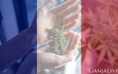 french-medical-cannabis.jpg