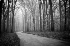 tree-nature-forest-path-branch-winter-black-and-white-plant-fog-road-mist-sunlight-morning-lea...jpg