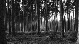 sunlight-landscape-forest-black-monochrome-nature-grass-photography-wood-branch-standing-path-...jpg
