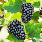 blackberry-natchez-1_2.jpg