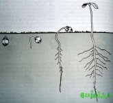 проращивание-семян-конопли1.jpg