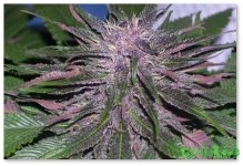 purple-cannabis.jpg