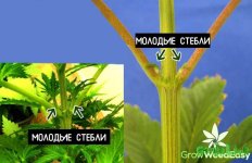 15 marijuana-node-explanation.jpg