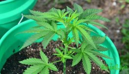 17 young-marijuana-seedling.jpg