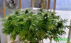 48 main-lined-marijuana-plant-5-weeks-flowering.jpg