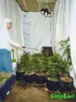marijuana-nuns-14.jpg