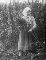 220px-Cannabis_harvesting_(USSR,_1956).png