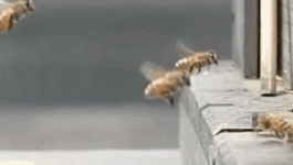 пчел.gif