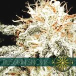 vision-seeds-russian-snow-500x500-1.jpg