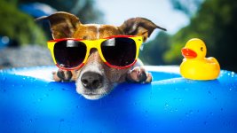 dog-wearing-sunglasses-pic-5120x2880.jpg